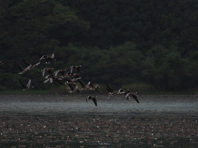 }K,Greater White-fronted Goose